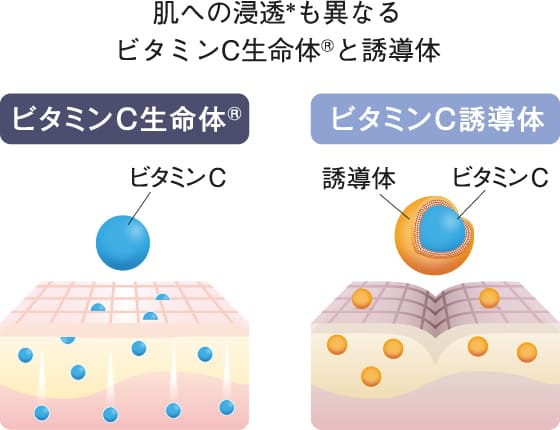 ビタミンC生命体のイメージ