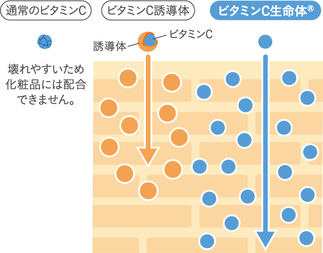 ビタミンC生命体の浸透イメージ