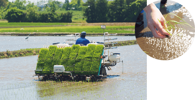 田植え