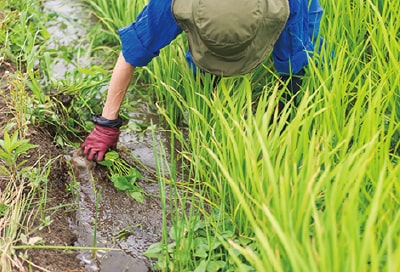 除草